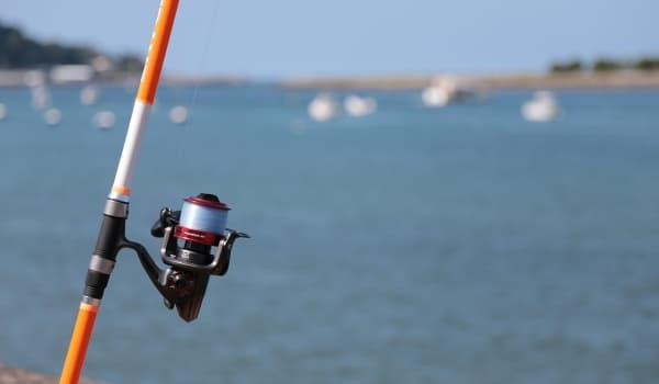 鱼饵料成分全解析:配方揭秘与实战应用指南