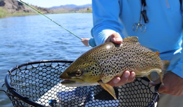 鱼竿调性全解析:37调、28调、19调究竟如何选择?